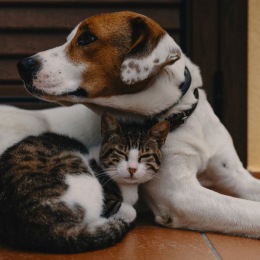 a dog and a cat